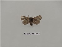 藏品(梯刺蛾)的圖片